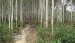 Gợi ý “cống nạp thân xác” chuộc iPhone, cô gái bị tên cướp hãm hại